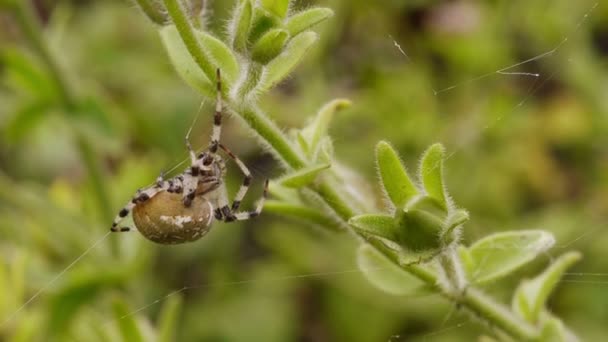 Macro shot d'araignée — Video
