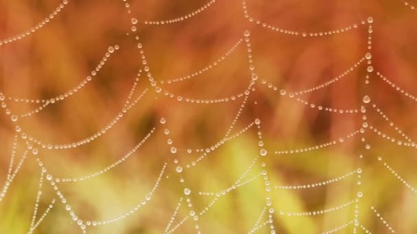 Close-up of dew water droplets on spider web — Wideo stockowe