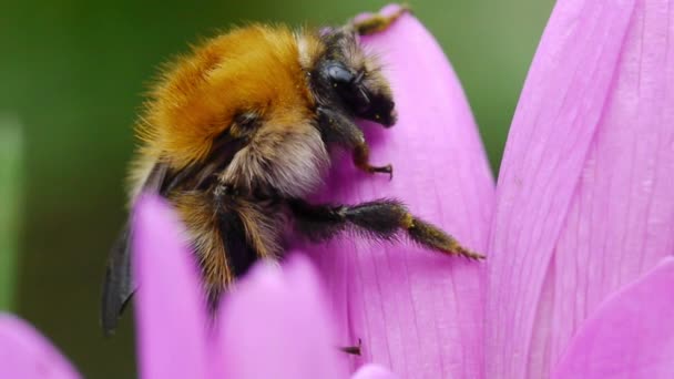 Bumblebee uyku — Stok video