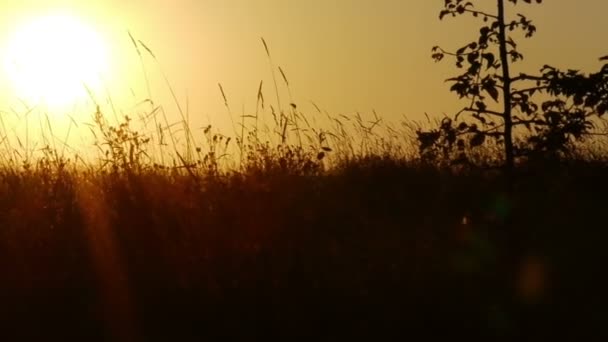 Ochtendgloren op het veld — Stockvideo