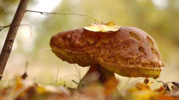 Verzamelen van paddestoelen — Stockvideo