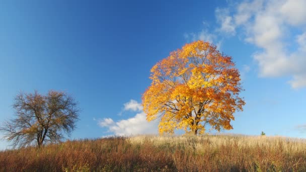 Árvore de bordo no outono — Vídeo de Stock
