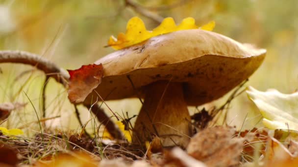 Gathering of mushrooms — Stock Video