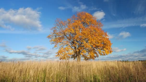 Maple tree in autumn — Stock Video