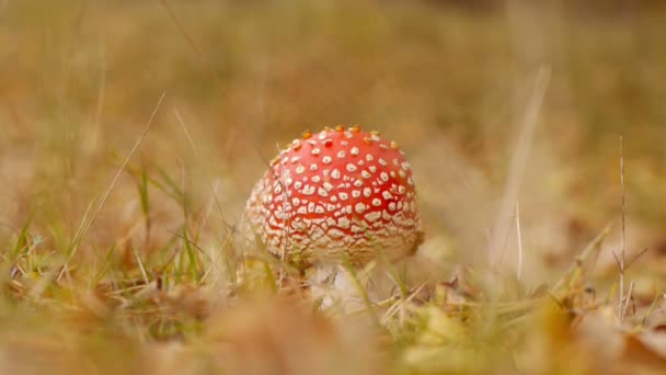 Fly agaric — Stock Video