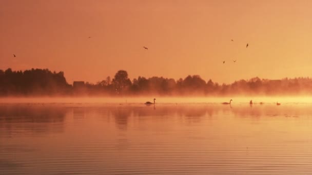 Dageraad op het meer — Stockvideo