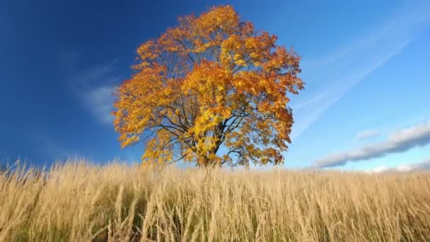 Maple δέντρο το φθινόπωρο — Αρχείο Βίντεο