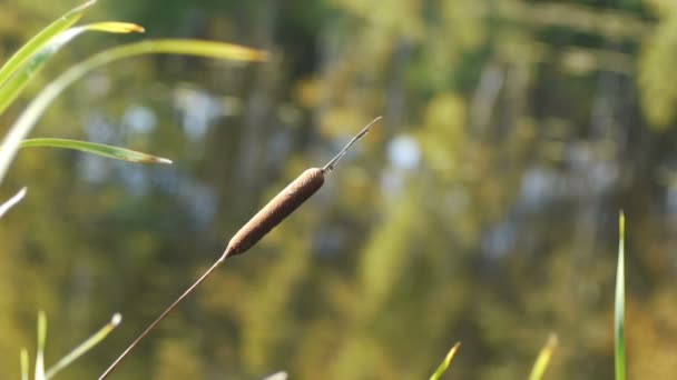 Reed på sjön skog — Stockvideo
