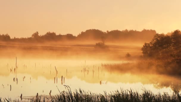 Misty amanecer de la mañana — Vídeo de stock