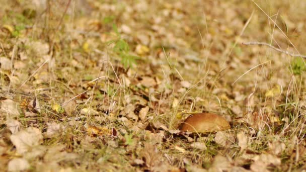 Gathering of mushrooms — Stock Video