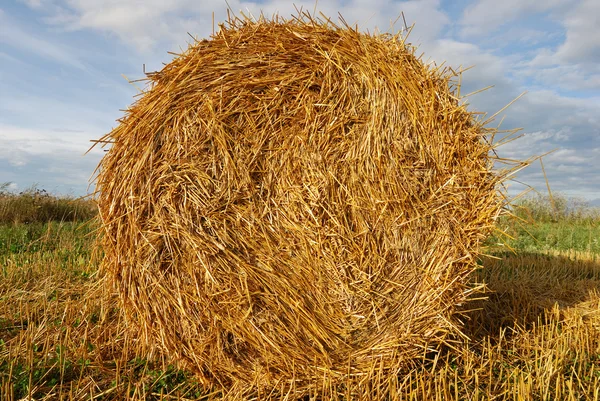 Tarweveld — Stockfoto