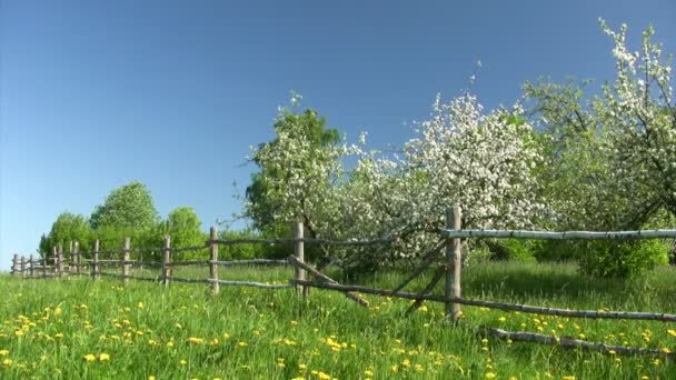 Apple blossom våren — Stockvideo