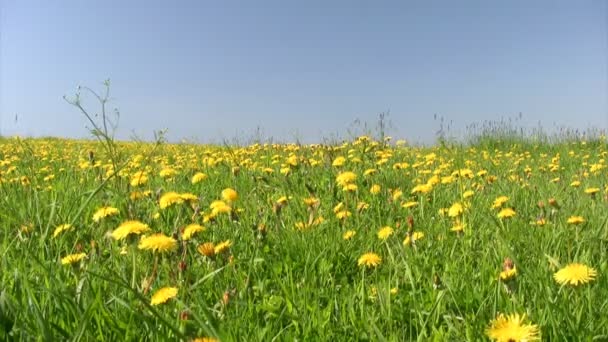 Pusteblumen am blauen Himmel — Stockvideo