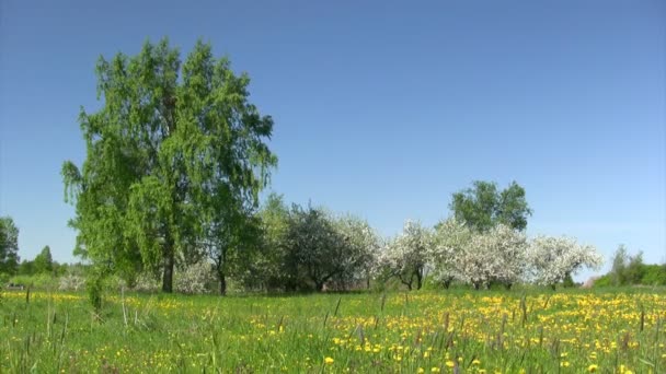 Bloeiende appelboom in de lentetijd — Stockvideo