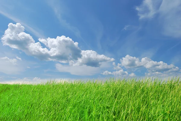 Frühling grünes Gras am blauen Himmel — Stockfoto