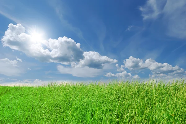 Grünes Gras am blauen Himmel — Stockfoto