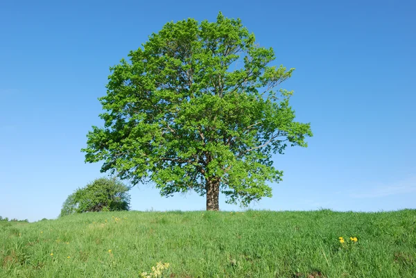 Solitary old maple — Stock Photo, Image