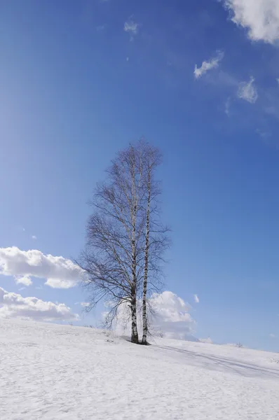 Ensamt träd på vintern — Stockfoto