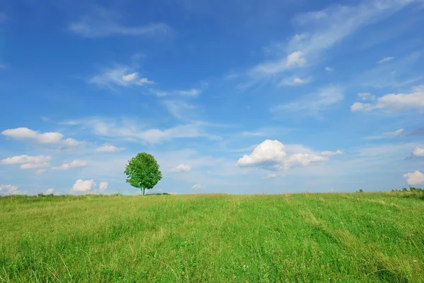 Sommerlandschaft - grüne Wiese und einsamer Baum — Stockfoto