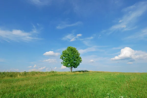 Sommerlandschaft - grüne Wiese und einsamer Baum — Stockfoto