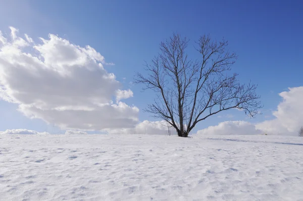Tepede yalnız çıplak ağaca — Stok fotoğraf