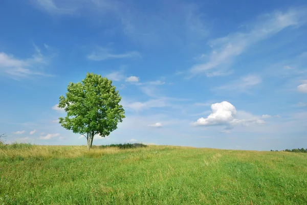 Paisaje de verano - campo verde y árbol solitario —  Fotos de Stock