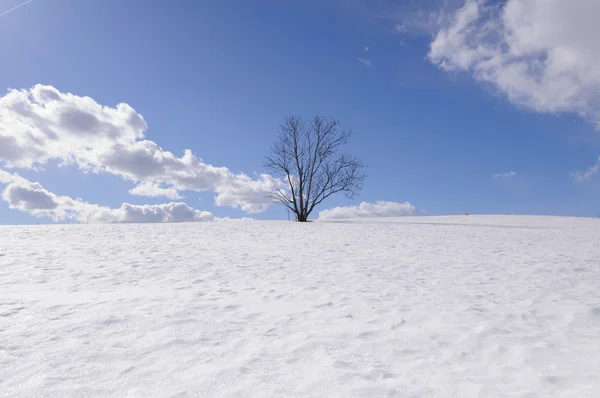 冬のフィールド上の孤独な木 — ストック写真