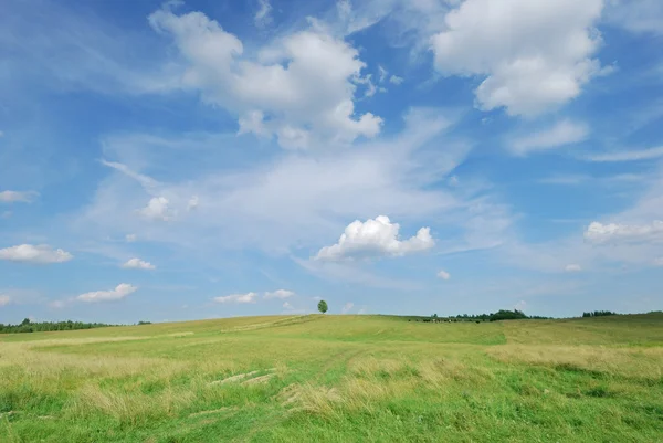 Summer landscape - green field and lonely tree — Stock Photo, Image