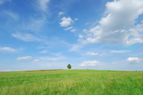 Sommerlandschaft — Stockfoto