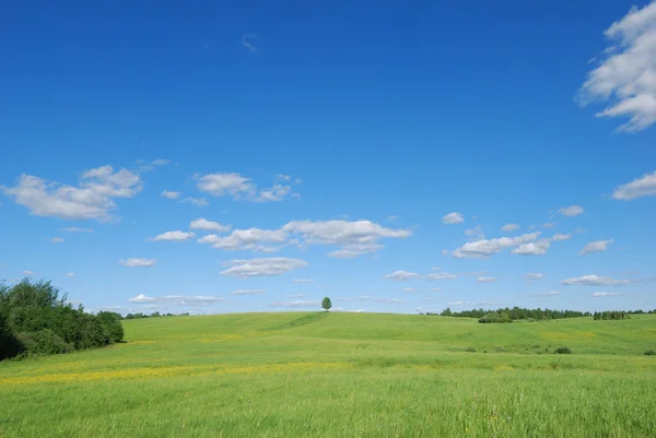 Summer landscape - green field and lonely tree — Stock Photo, Image