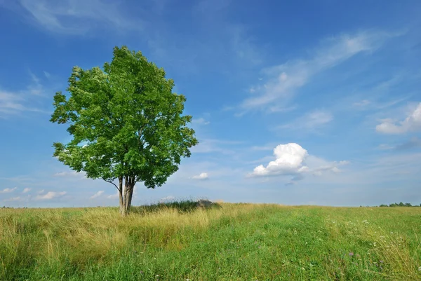 Summer landscape - green field and lonely tree Stock Image