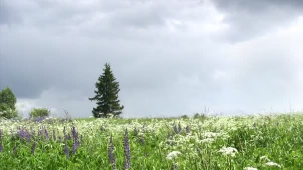 Flores lupinas — Vídeos de Stock