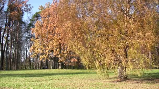 Correr en otoño — Vídeo de stock