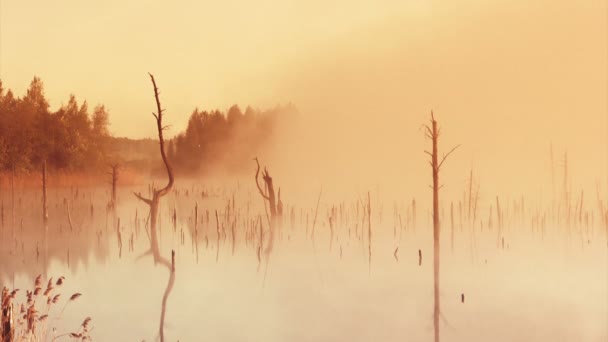 Nascer do sol no pântano — Vídeo de Stock