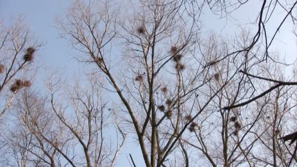 Gregge di corvi che volano intorno ai nidi — Video Stock