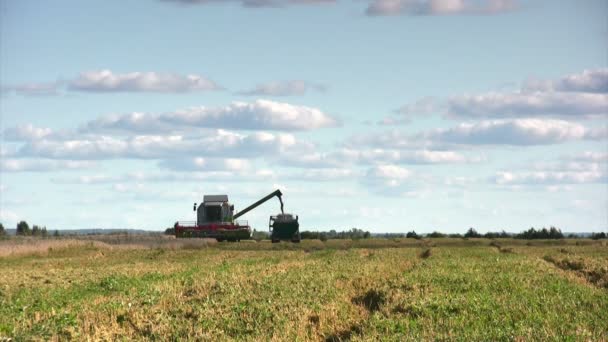 Temporada de colheita de trigo — Vídeo de Stock