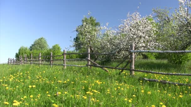 Appelboom in bloesem — Stockvideo