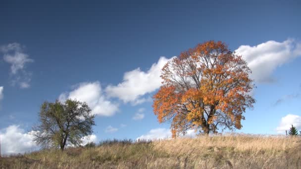 在秋季服饰的老橡树上 — 图库视频影像