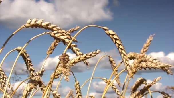 Campo de trigo maduro — Vídeo de stock