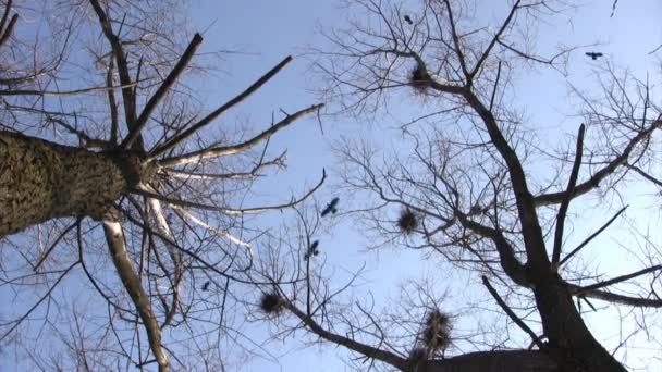 Silueta de cuervos voladores — Vídeo de stock