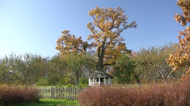 Arbor dans le parc d'automne — Video