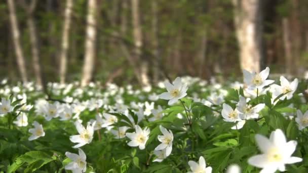 Blossom проліски — стокове відео