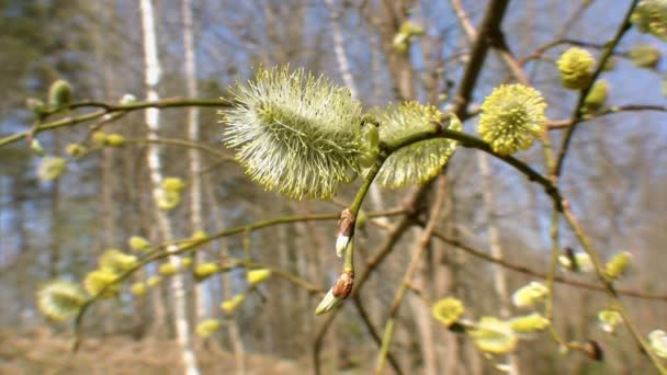 Germogliamento degli alberi, primavera — Video Stock