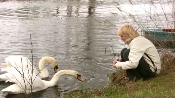 Feeding swans — Stock Video