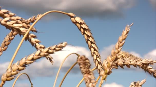 Крупный план стебля пшеницы — стоковое видео