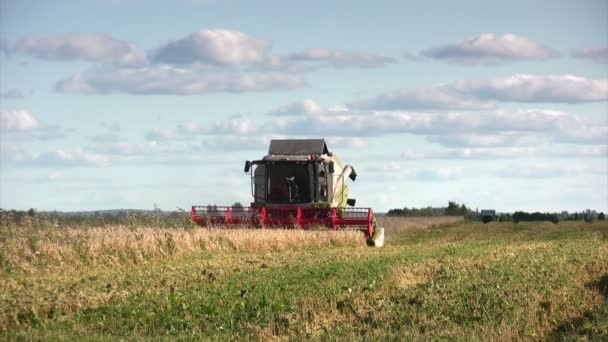 Combine on wheat field — Stock Video
