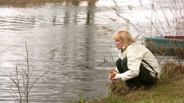 Feeding swans — Stock Video