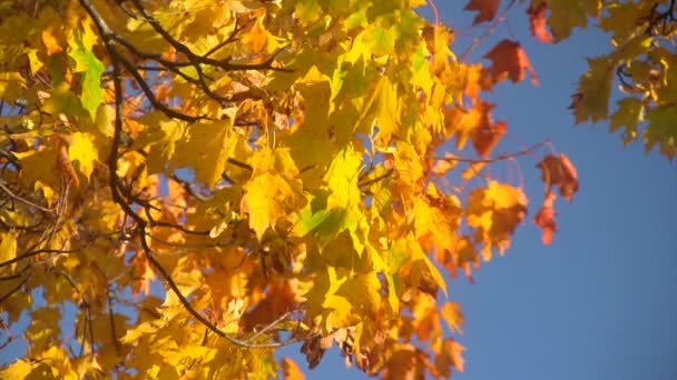 Φθινοπωρινά φύλλα ενάντια στον γαλάζιο ουρανό — Αρχείο Βίντεο