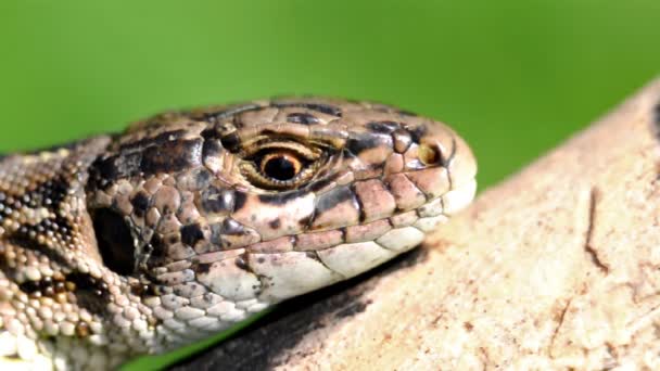 Macro-opname van lizzard op boom — Stockvideo