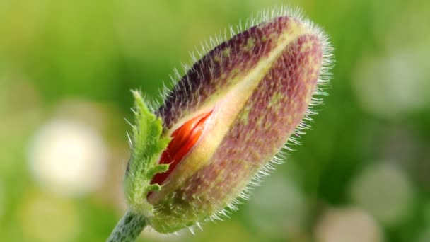 罂粟的花朵芽 — 图库视频影像